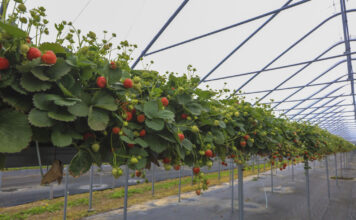 Plantator podsumowuje sezon truskawkowy w Niemczech. Sierpień był szczególnie trudny