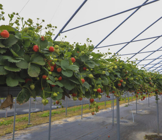 Plantator podsumowuje sezon truskawkowy w Niemczech. Sierpień był szczególnie trudny