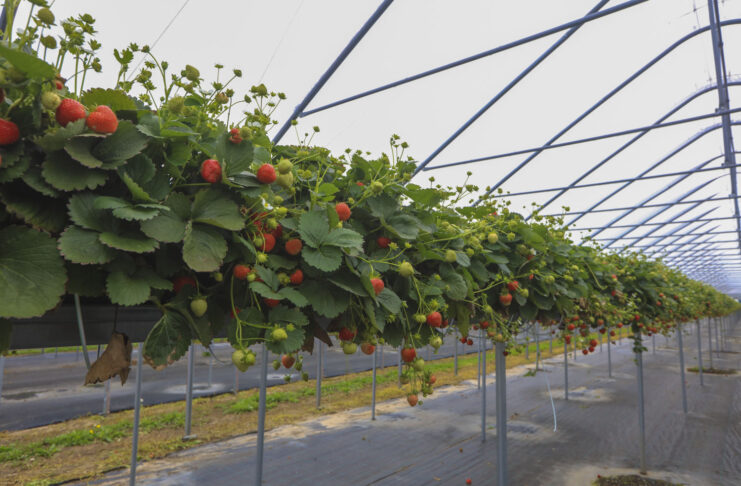 Plantator podsumowuje sezon truskawkowy w Niemczech. Sierpień był szczególnie trudny