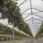 Nowoczesna uprawa truskawek – plon, jakość, zysk