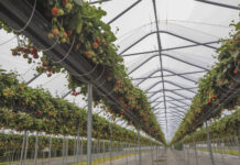 Nowoczesna uprawa truskawek – plon, jakość, zysk