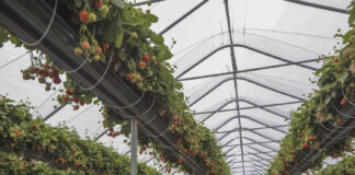 Nowoczesna uprawa truskawek – plon, jakość, zysk