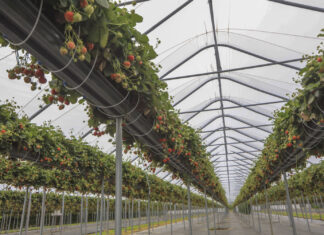 Nowoczesna uprawa truskawek – plon, jakość, zysk