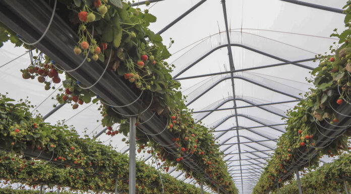 Nowoczesna uprawa truskawek – plon, jakość, zysk