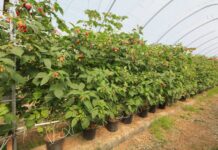 Nowoczesna uprawa malin – plon, jakość, zysk