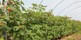 Nowoczesna uprawa malin – plon, jakość, zysk