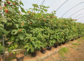 Nowoczesna uprawa malin – plon, jakość, zysk