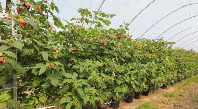 Nowoczesna uprawa malin – plon, jakość, zysk