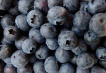 Plantatorzy borówki z Ukrainy łączą siły