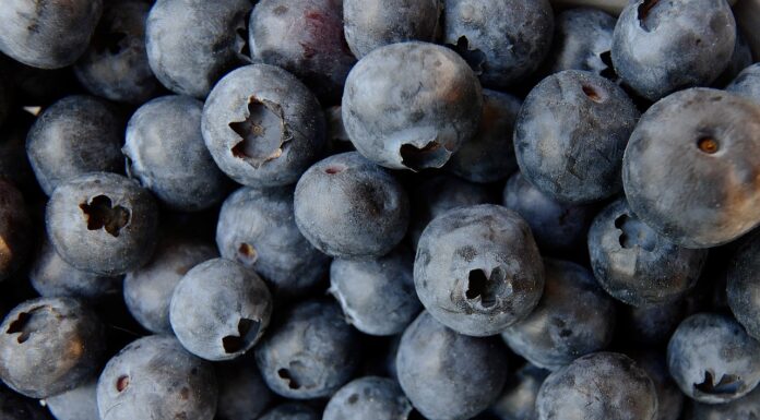 Plantatorzy borówki z Ukrainy łączą siły