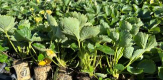 Typy sadzonek truskawek i ich klasy w uprawie odmian powtarzających owocowanie