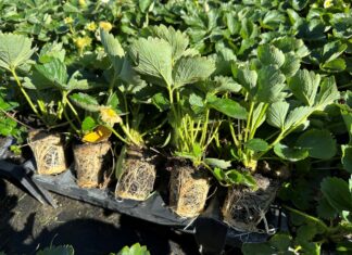 Typy sadzonek truskawek i ich klasy w uprawie odmian powtarzających owocowanie