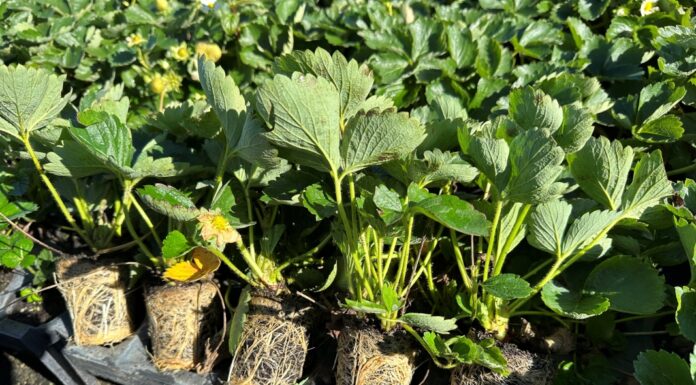 Typy sadzonek truskawek i ich klasy w uprawie odmian powtarzających owocowanie