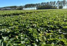 Z wizytą w holenderskiej szkółce – sadzonki i nowa odmiana truskawki