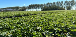 Z wizytą w holenderskiej szkółce – sadzonki i nowa odmiana truskawki