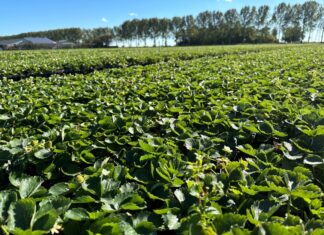 Z wizytą w holenderskiej szkółce – sadzonki i nowa odmiana truskawki