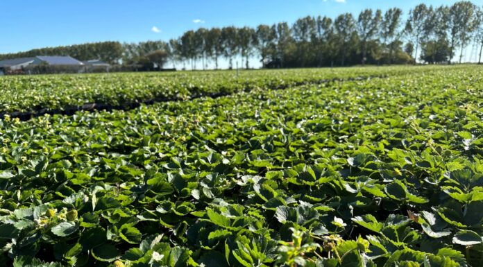 Z wizytą w holenderskiej szkółce – sadzonki i nowa odmiana truskawki