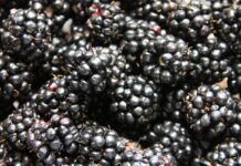 Mrożone jeżyny z Ukrainy zatrzymane na granicy