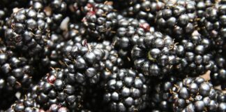 Mrożone jeżyny z Ukrainy zatrzymane na granicy