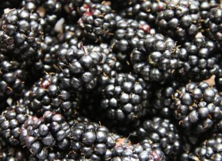 Mrożone jeżyny z Ukrainy zatrzymane na granicy