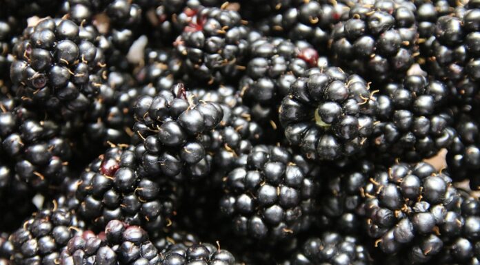 Mrożone jeżyny z Ukrainy zatrzymane na granicy