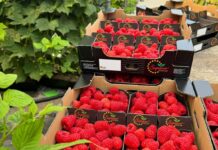 Maliny na Berry Forum 2024 – co w programie