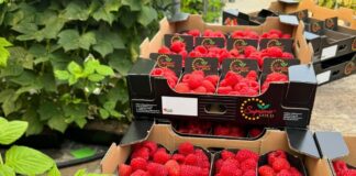 Maliny na Berry Forum 2024 – co w programie