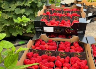 Maliny na Berry Forum 2024 – co w programie