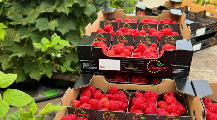 Maliny na Berry Forum 2024 – co w programie