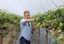 Rekomendacje dotyczące uprawy truskawek odmian powtarzających owocowanie