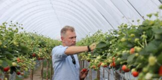 Rekomendacje dotyczące uprawy truskawek odmian powtarzających owocowanie