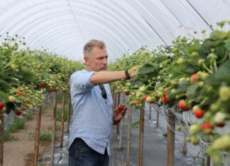 Rekomendacje dotyczące uprawy truskawek odmian powtarzających owocowanie