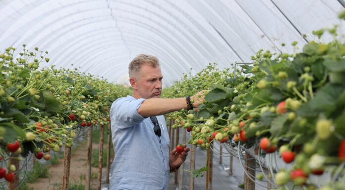Rekomendacje dotyczące uprawy truskawek odmian powtarzających owocowanie
