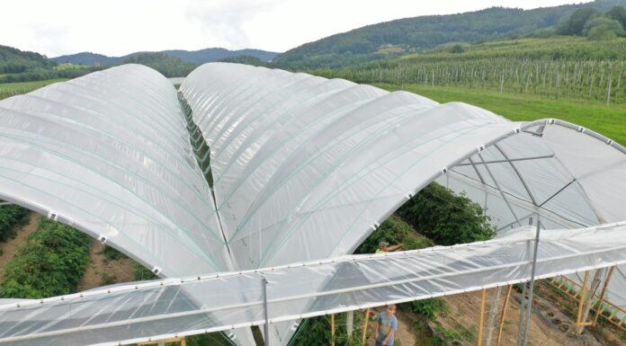 Tunele dla malin w sadowniczej strefie