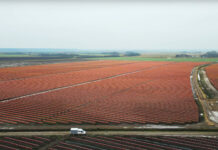 W Rumunii powstaje największa borówkowa farma w Europie