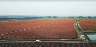 W Rumunii powstaje największa borówkowa farma w Europie