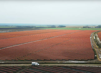 W Rumunii powstaje największa borówkowa farma w Europie