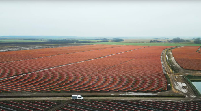 W Rumunii powstaje największa borówkowa farma w Europie