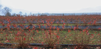 Nowy styl borówkowych plantacji