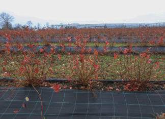 Nowy styl borówkowych plantacji