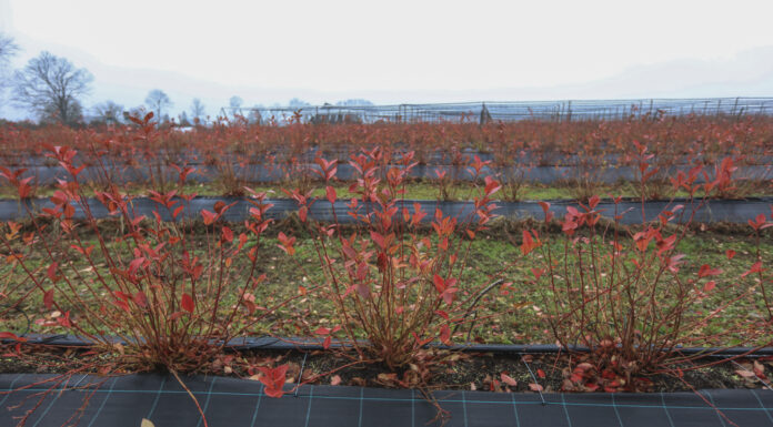 Nowy styl borówkowych plantacji