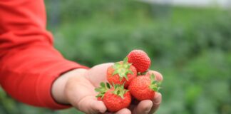 Najwięksi producenci i eksporterzy truskawek. Gdzie jest Polska?