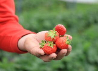 Najwięksi producenci i eksporterzy truskawek. Gdzie jest Polska?