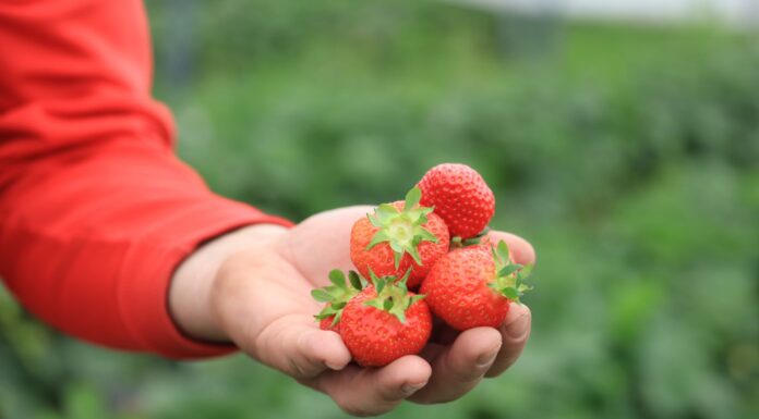 Najwięksi producenci i eksporterzy truskawek. Gdzie jest Polska?