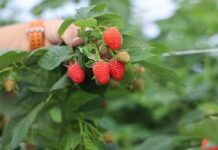 Maliny w Ukrainie w tym sezonie wyjątkowo drogie