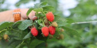 Maliny w Ukrainie w tym sezonie wyjątkowo drogie