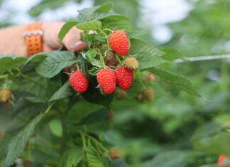 Maliny w Ukrainie w tym sezonie wyjątkowo drogie