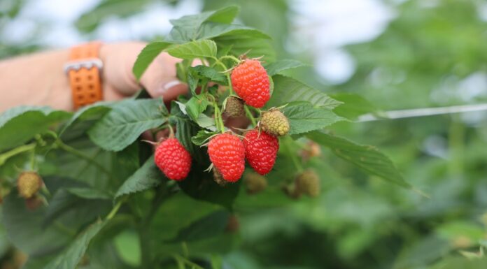 Maliny w Ukrainie w tym sezonie wyjątkowo drogie