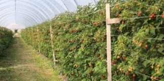 Dwie nowe odmiany malin w tunelowej uprawie – rekomendacje uprawowe