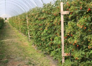 Dwie nowe odmiany malin w tunelowej uprawie – rekomendacje uprawowe